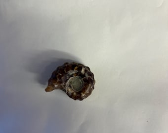 Ammonite Fossil Polished Amber Calcite Douvilleceras mammilatum Natural Ancient Fossil From Madagascar