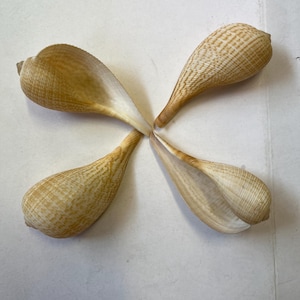 Op de afbeelding: Vier beige schelpen gerangschikt in een kruisvorm. De schelpen hebben een getextureerd, gestreept patroon in tinten bruin en beige. De schelpen zijn open en onthullen een glad, wit interieur. De opstelling is gecentreerd op een wit oppervlak.