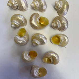 May include: A selection of pearlescent spiral seashells. The shells have a creamy white exterior with iridescent highlights and a golden-yellow interior. The shells are displayed on a white surface.