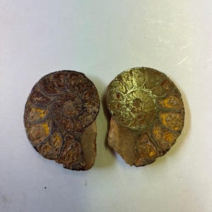Fossile di ammonite ematite, semi-guarigione, da collezione, proveniente dal Marocco, tagliato e lucidato.