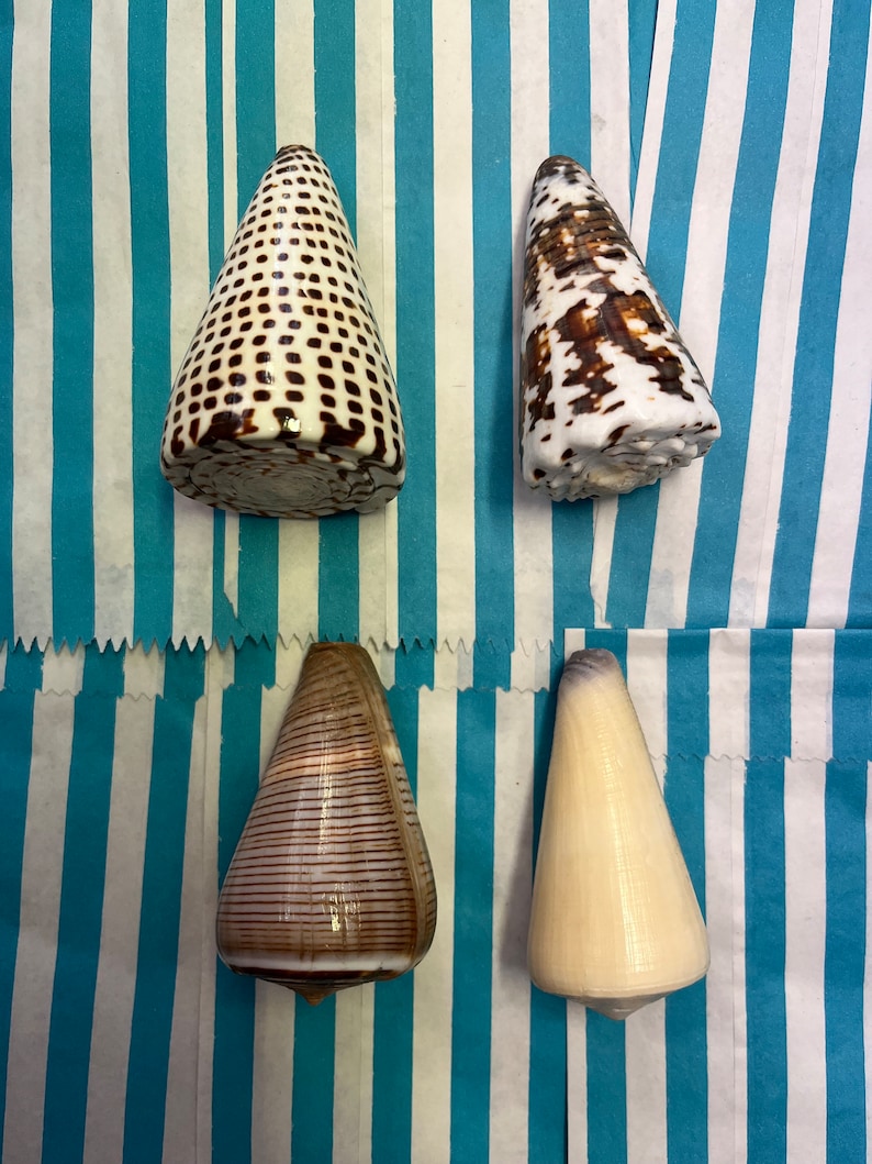 Cone Shell Collection Set of 4 Shells Seashell Selection Natural ...