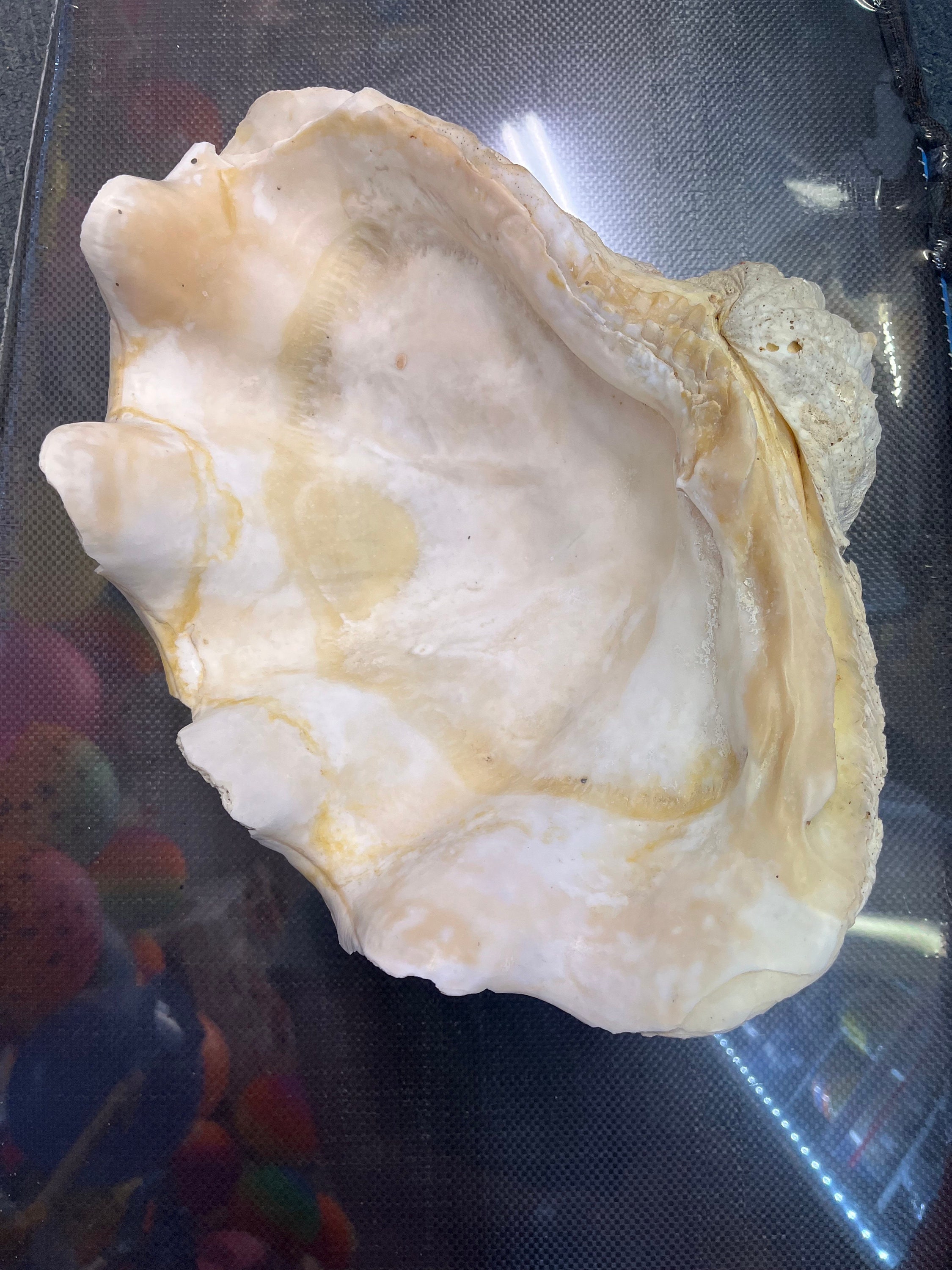 Giant Clam Shell Real Sea Shell Tridacna Squamosa Fluted Giant Clam XL ...