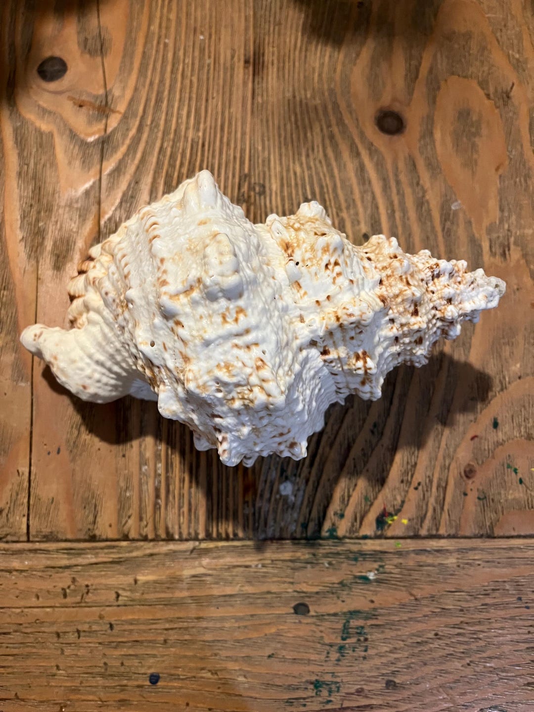 Frog Shell Natural Sea Shell Bursa Bulba Large Polished Shell From ...