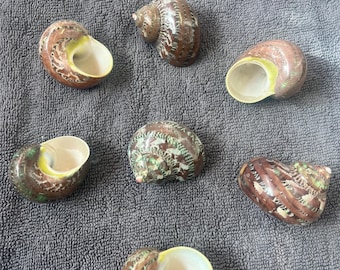 Tapestry Turban Shell Turbo Petholatus Shell Natural Polished Shell From Philippines Sea Shell Display Wedding Turban Shell Hermit Crab