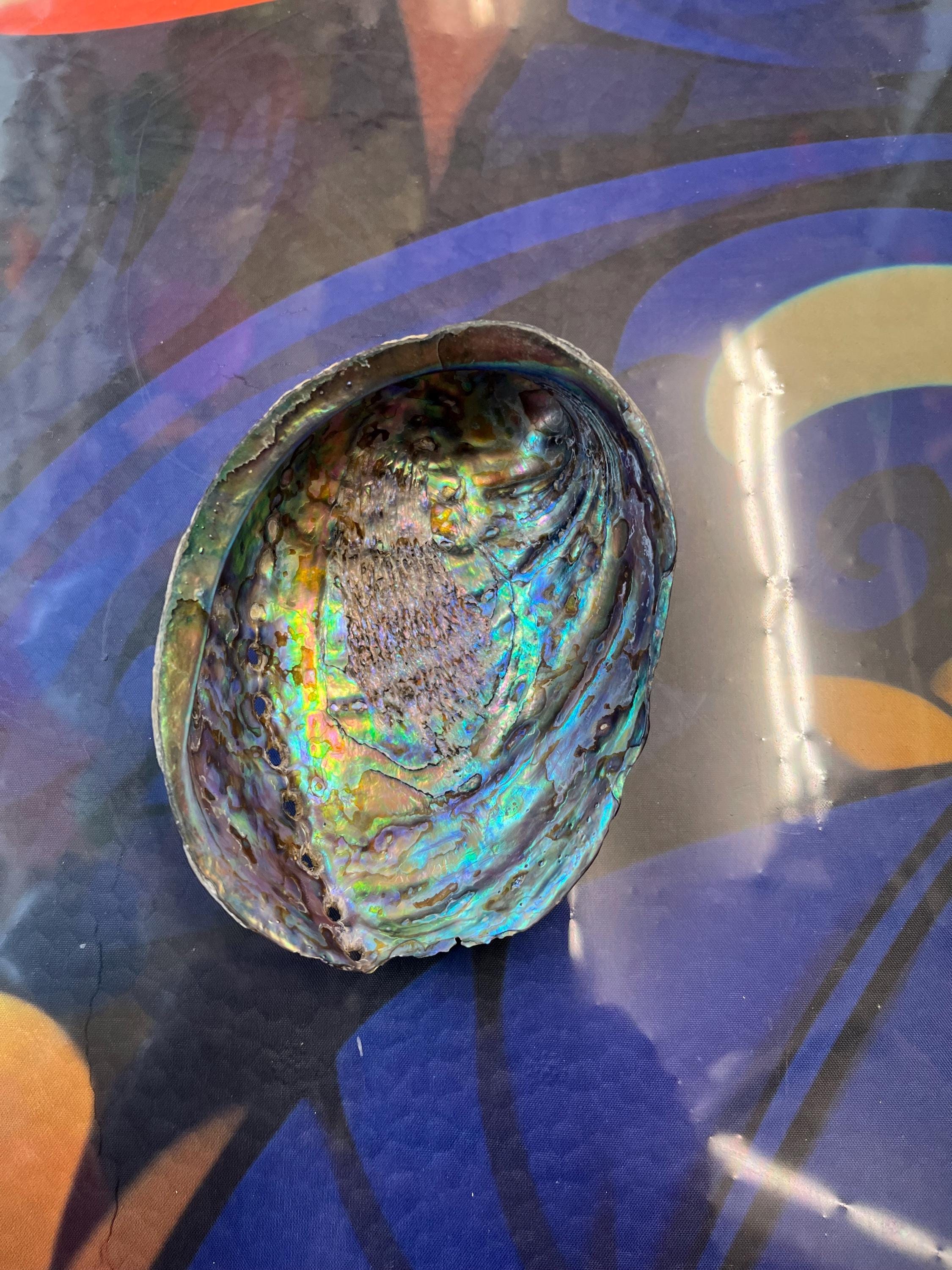 Green Abalone Shell Natural Sea Shell Rough Shell Smudging Cleansing ...
