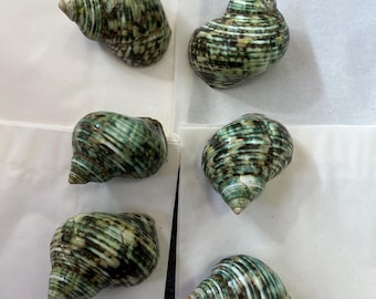 Green Turbo Shell Natural Polished Shell From Philippines Sea Shell Display Wedding Turban Shell 5-6cm