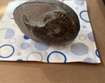 Pseudolioceras lythense Ammonite Fossil Cut Base UK Found Whitby Cleaned And Professionally Prepped Ancient Marine Animal Free Standing