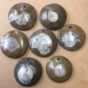 Peut inclure: Sept pendentifs d'ammonites fossilisées. Chaque pendentif est une pierre plate et arrondie avec un fossile d'ammonite en spirale au centre. Les pierres sont de différentes nuances de brun et de beige, avec un petit trou percé en haut pour la suspension.