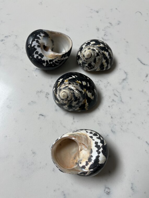 Turbo Pica Shell Magpie Polished Natural Black and White Sea Shell
