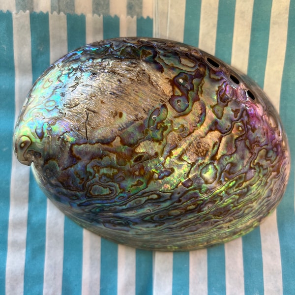 Abalone Paua Shell From New Zealand for display or smudging Rainbow Polished Green Blue Purple Seashell Natural
