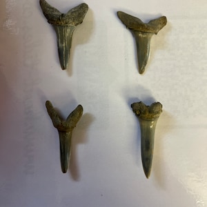 Fossil Shark Tooth Sand Shark Striatolamia macrota Found In Beltinge Kent UK Found Ancient Creature Fossilised