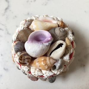 May include: A small, round, red-trimmed, decorative seashell arrangement with a variety of seashells in different shapes, sizes, and colors, including white, brown, and purple.