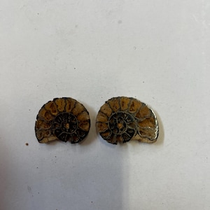 Fossile di ammonite ematite, semi-guarigione, da collezione, proveniente dal Marocco, tagliato e lucidato.