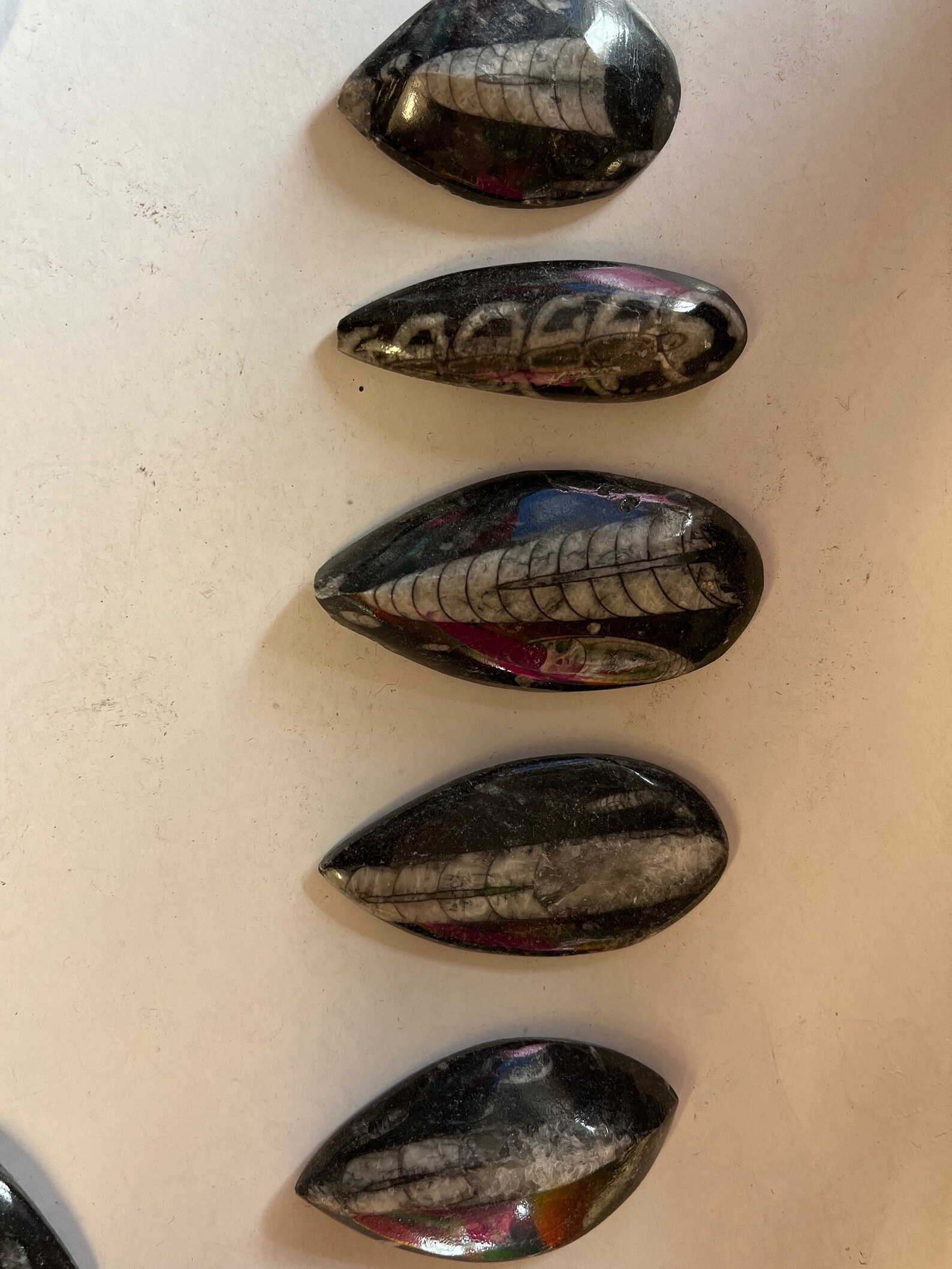 Squid Rocks Orthoceras Fossil Squid Display Piece Rock Fossil Squid From Morocco - Etsy