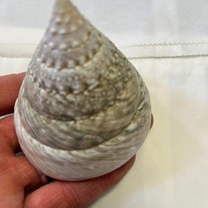 Trochus Shell Large Giant Pearl Shell Polished Display Piece Shop ...