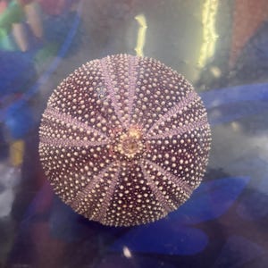 May include: A spherical, purple sea urchin shell with a textured surface covered in small, white, evenly spaced bumps. The shell has a star-like pattern radiating from the centre. The sea urchin is a marine invertebrate.