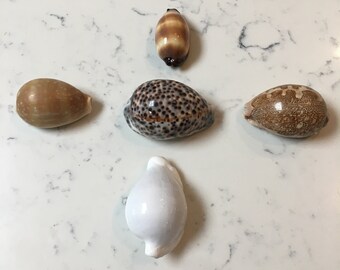 Cowrie Shell Collection Polished Selection Sea Shell Collector Bundle