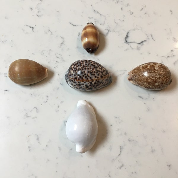 Shell Collector Etsy