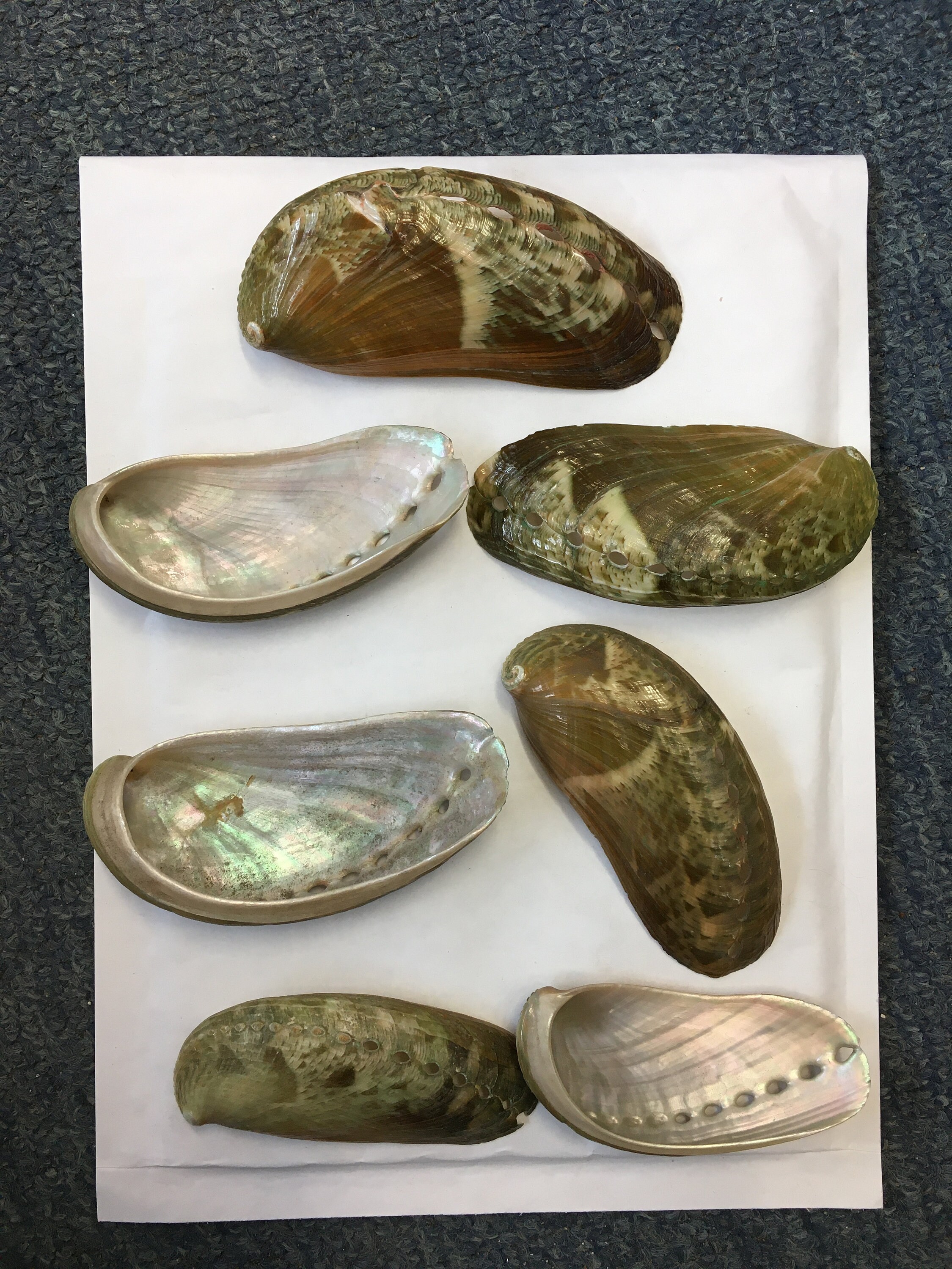 Pearlized Mule Ear Abalone - Haliotis Asiana - (10 shells approx. 2.5-3  inches)