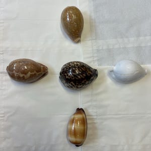 Collezione di conchiglie di ciprea, selezione lucidata, confezione da collezione di conchiglie di mare, uova di tigre, cervi, talpa, mappa, conchiglie di ciprea