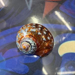 Op de afbeelding: Een spiraalvormige zeeschelp met een bruin en oranje buitenkant, bespikkeld met witte en lichtblauwe vlekken. De binnenkant van de schelp heeft iriserende kleuren, met de nadruk op het centrum van de spiraal. De achtergrond heeft blauwe, zwarte en oranje abstracte vormen.