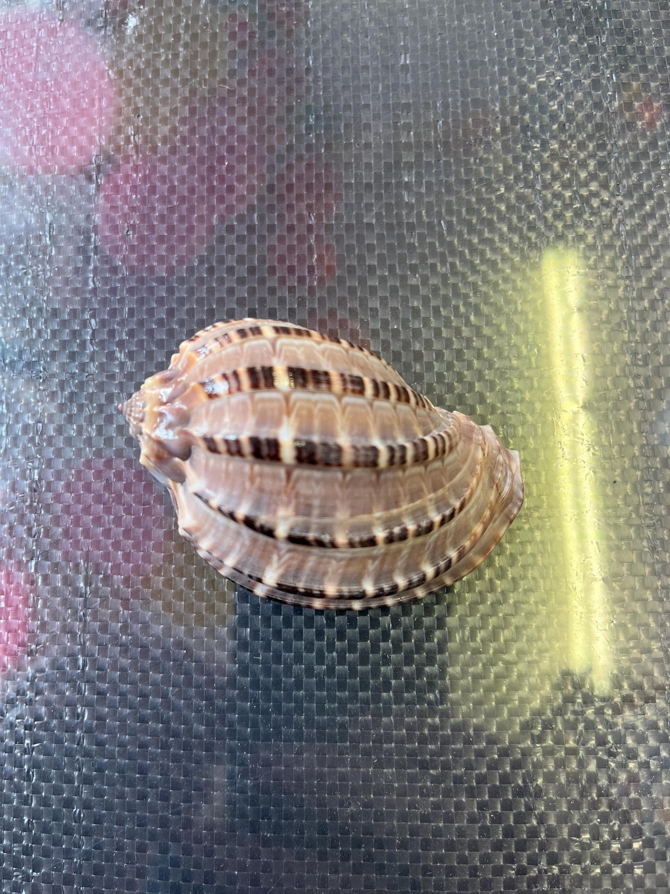 Turtle Shell Harp Harpa Shell Natural Sea Shell From Philippines Harpa Articularis ...
