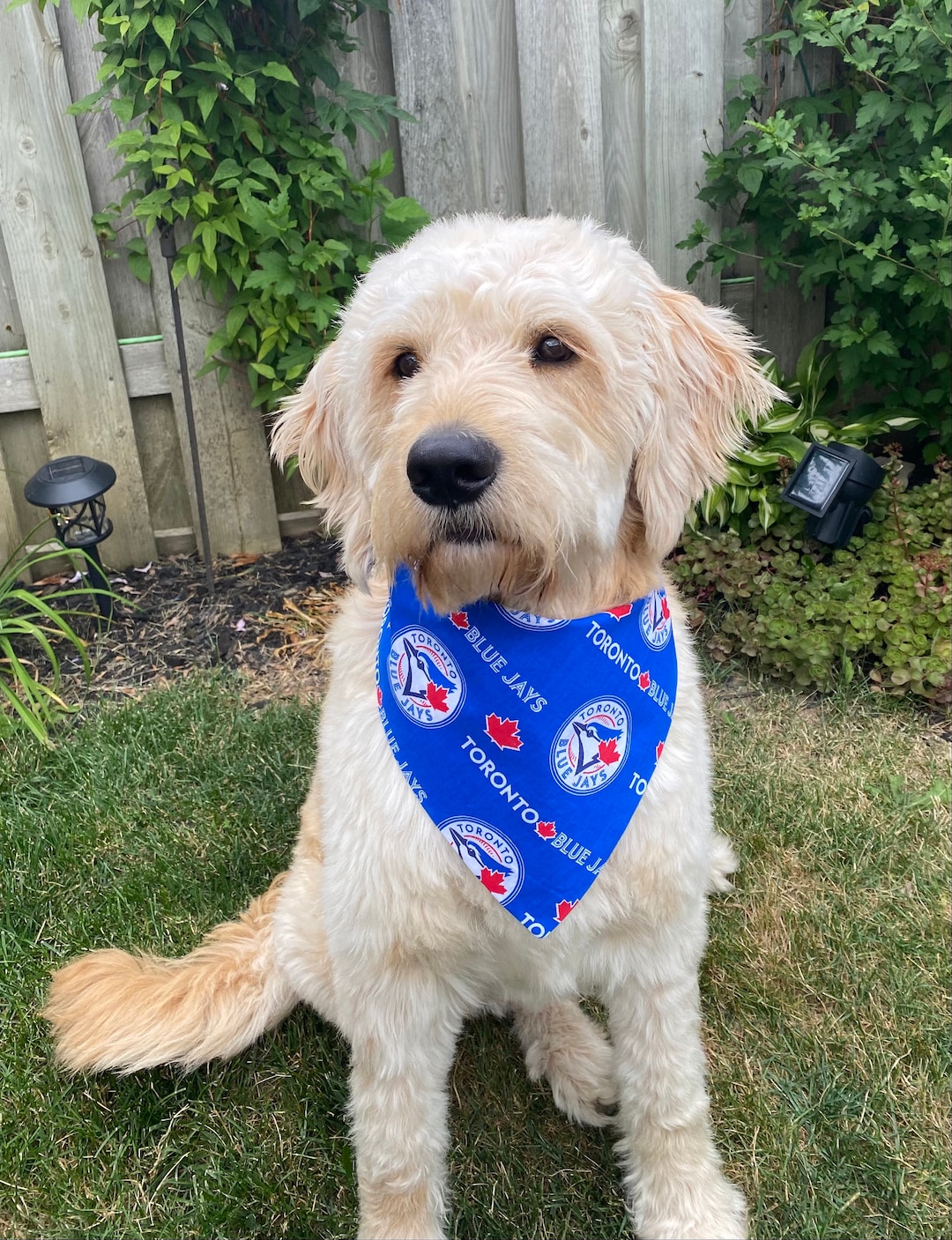 Toronto Blue Jays Baseball Team Snap on Dog Bandana Etsy