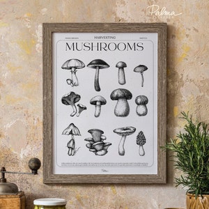 Cosecha, Cartel de setas Ilustración botánica Dibujo vintage Decoración de cocina Frutas y verduras antiguas