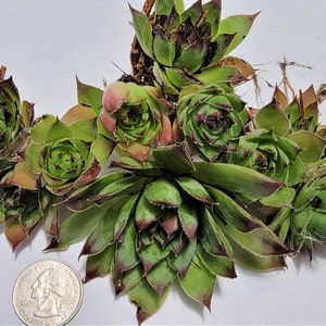 Vibrant Assorted Sempervivum Mahogany - 10 &#39;Hen and Chicks&#39; Succulents - Mixed Sizes (1x4&quot;, 1x3&quot;, 3x2&quot;, 5x1&quot;)  Create a Lush Succulent Oasis