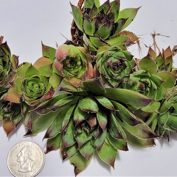 Vibrant Assorted Sempervivum Mahogany - 10 'Hen and Chicks' Succulents - Mixed Sizes (1x4", 1x3", 3x2", 5x1")  Create a Lush Succulent Oasis