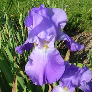 Set of 6+ Healthy Heirloom Bearded Iris Rhizomes - &#39;Violet Harmony&#39;, Minimum 3&quot; in Length