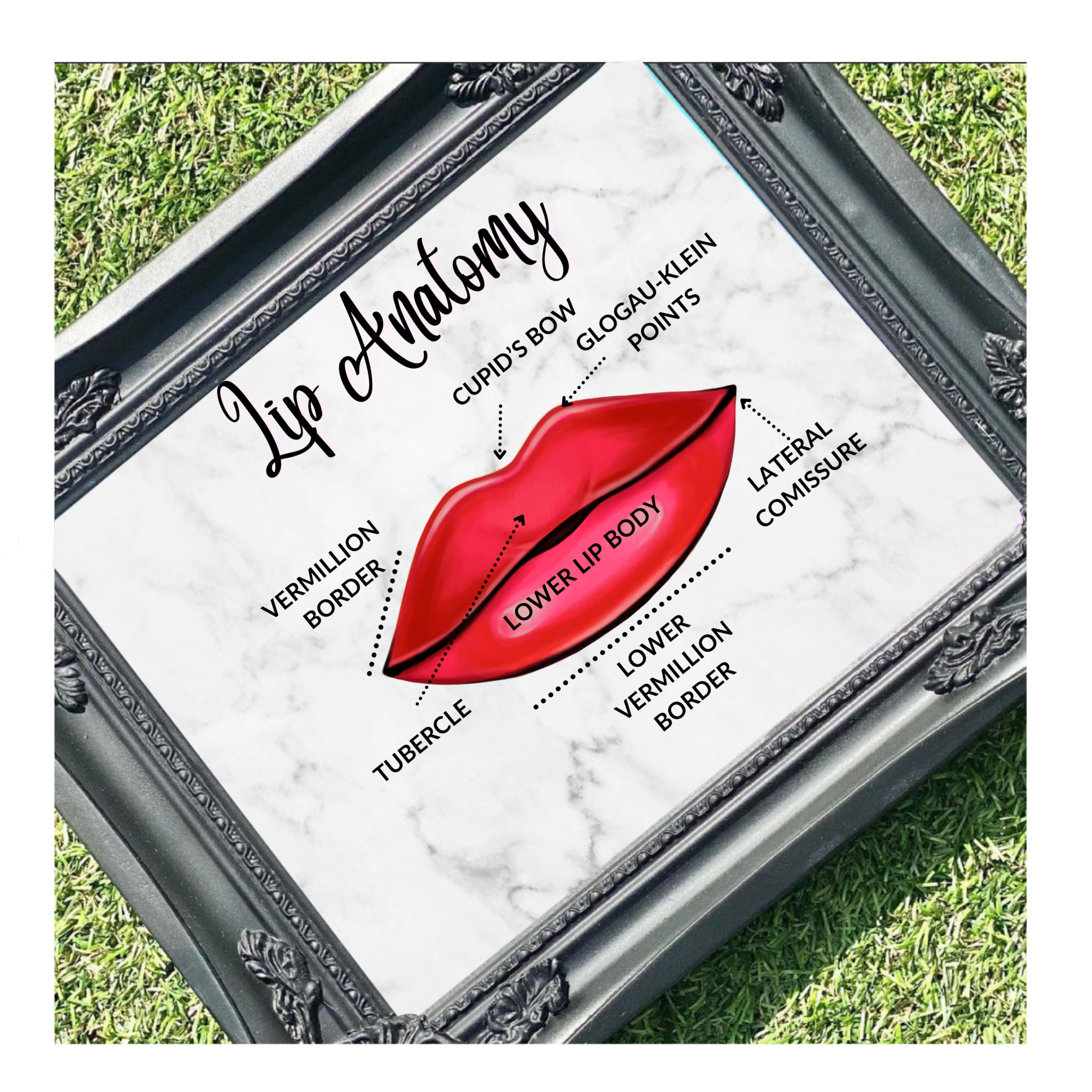 Lip Anatomy Tubercle