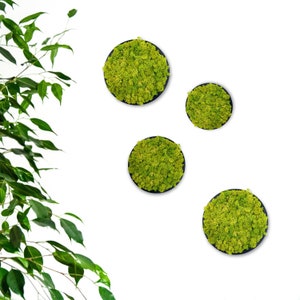 Moss art circle for walls, doors and living rooms - picture art with preserved reindeer moss panel lichen