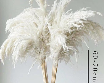 Pampasgras Deko weiß | ab 10 Stück | 60 - 70cm | Trockenblumen XXL | flauschig & fluffig