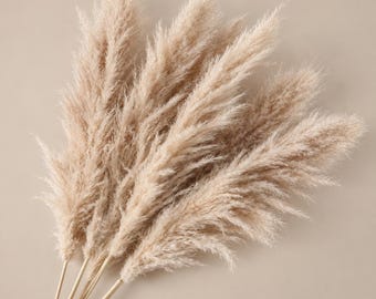 Pampasgras Beige Natur ca.100–105cm Gesamtlänge | Blüten ca. 60–75cm | Boho Trockenblumen Deko | Großes Pampasgras| Trockenblumen Pampasgras