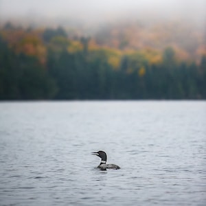 Loon on a Misty Lake in Fall (Autumn) - Algonquin Provincial Park, Ontario, Canada (Digital Print)