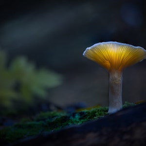 Glowing Yellow Mushroom on a Mossy Forest Floor - Algonquin Provincial Park, Ontario, Canada (Digital Print)