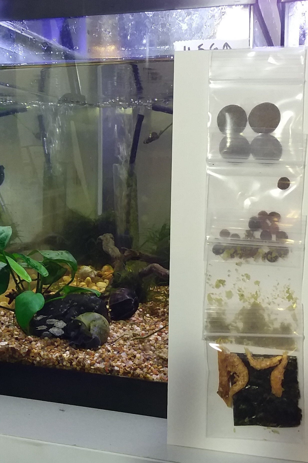 Aquatic Snail Meal Kit Single Month Live Snail Food Pet Etsy