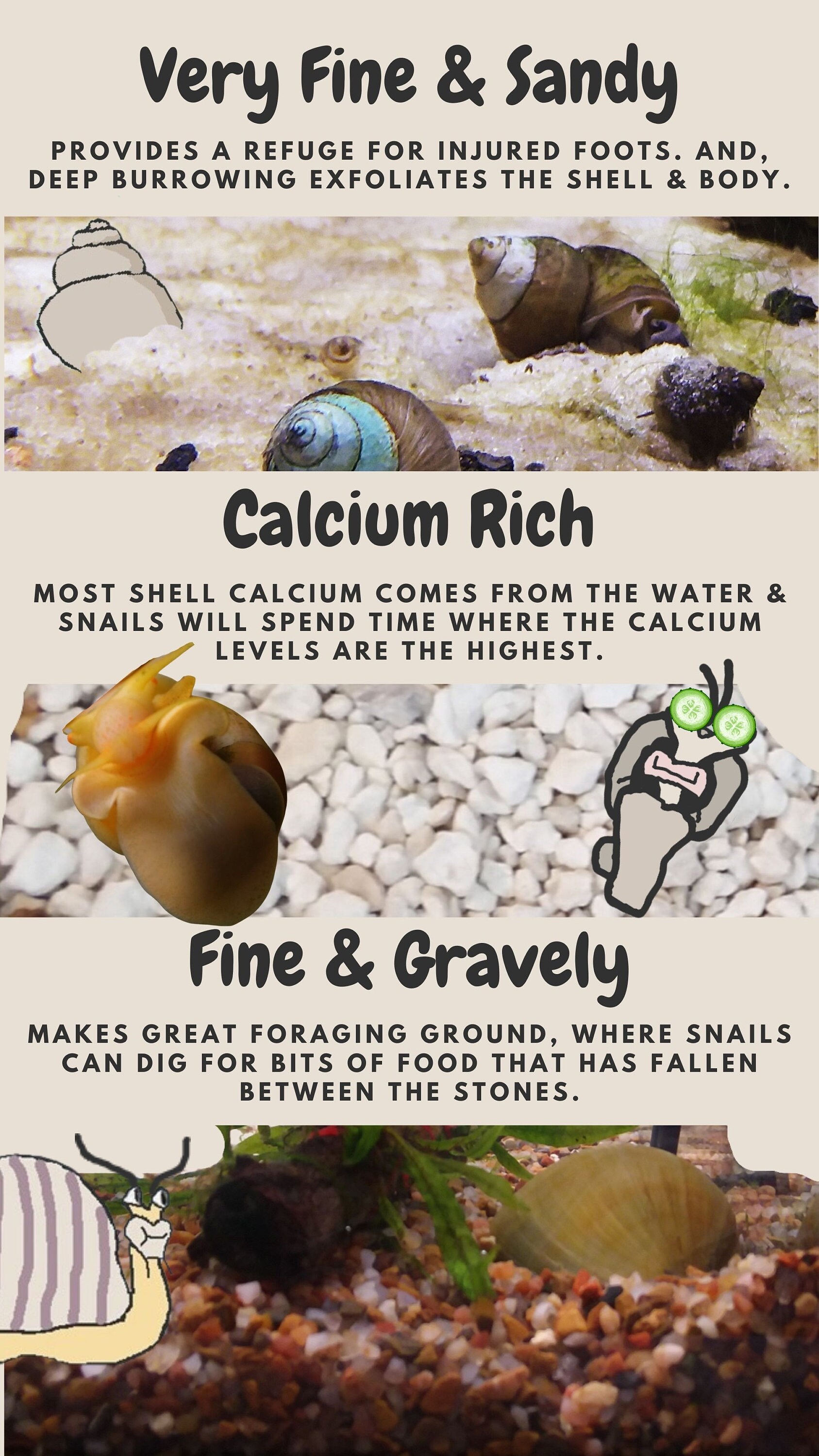 Snail Bed Aquatic Snail Substrate Aquatic Snail Habitat Aquatic Snail