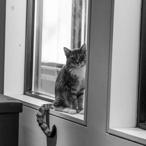 Cat Sitting by the Window