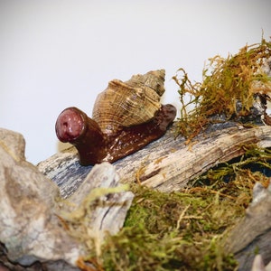 PenisSnail
