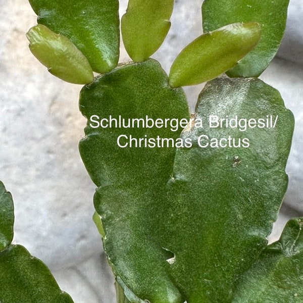 True Christmas Cactus/Schlumbergera