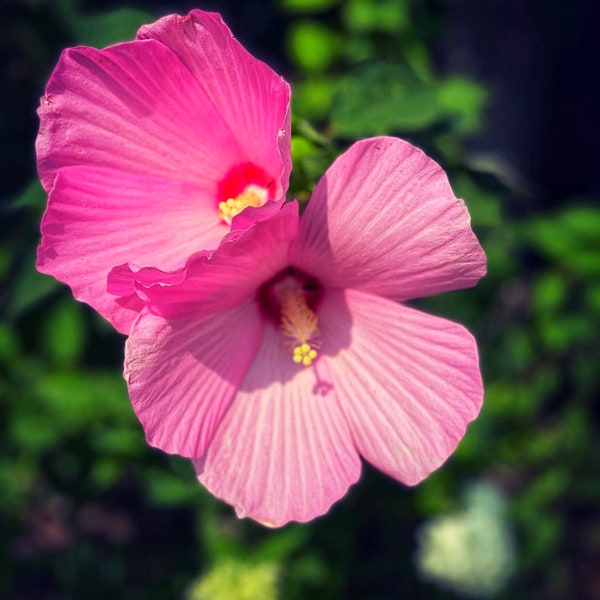 pink swamp hibiscus seeds  hardy perennials plant you will received a lots of the seeds