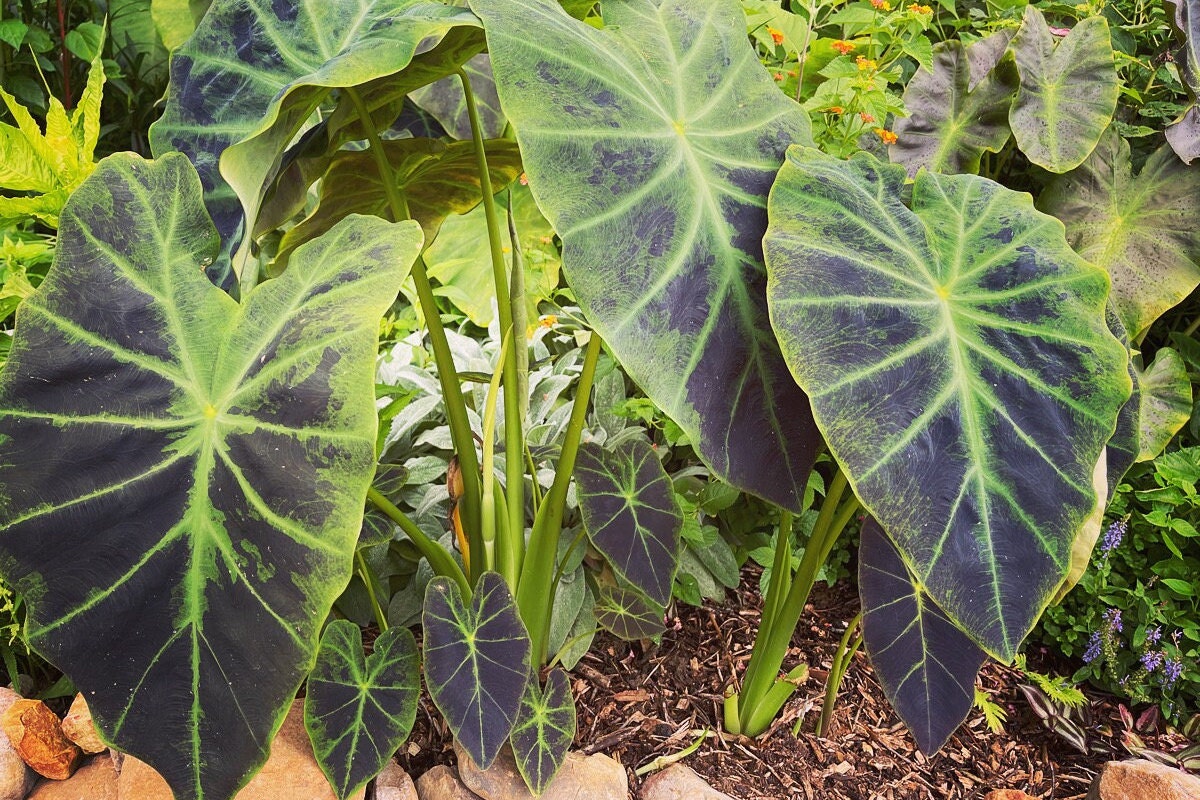 Zebra Elephant Ear Stems