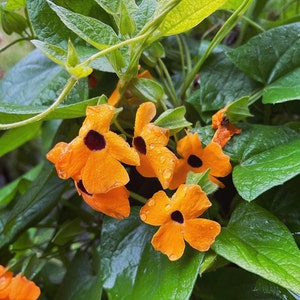 Black eyed Susan’s vine  . You will received a lots of seeds