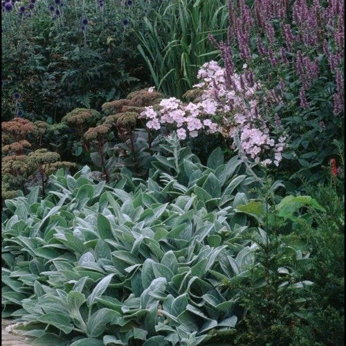 Deerresistant Plants 4 Lambs Ear Plants Stacys Soft Fuzzy Etsy