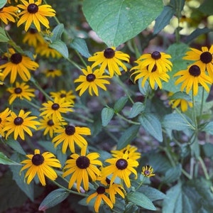 black eyed Susans over you will received a lots of the seeds image 2