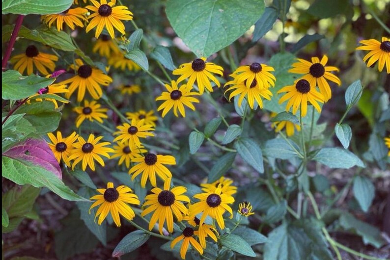 black eyed Susans over you will received a lots of the seeds image 2