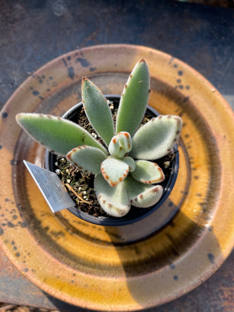 Kalanchoe Tomentosa Panda Plant Donkey Ears Succulent Plant Etsy