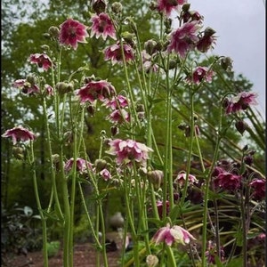 perennial plants Columbine flower seeds From my gardens you will received a lots of the seeds